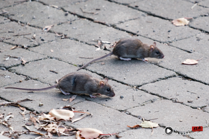 Tips｜家里出现一只老鼠就够烦了！3个方法帮你速速驱除老鼠 更多热点 图3张